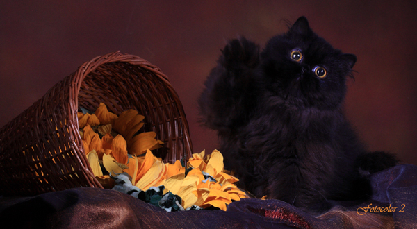 My cats